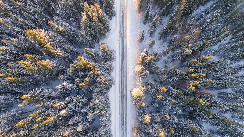 Forest Trail